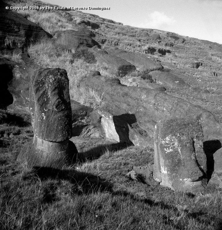 RRI_Cantera_Interior_19.jpg - Easter Island. 1960. Moai on the interior quarry of Rano Raraku. The carved quarry.